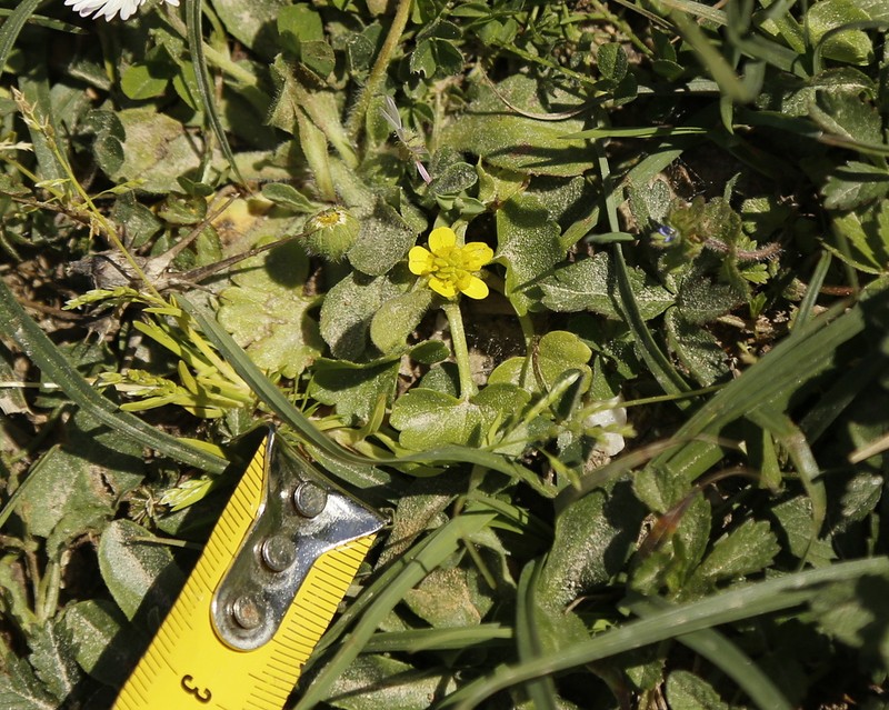 Ranunculus cymbalariifolius