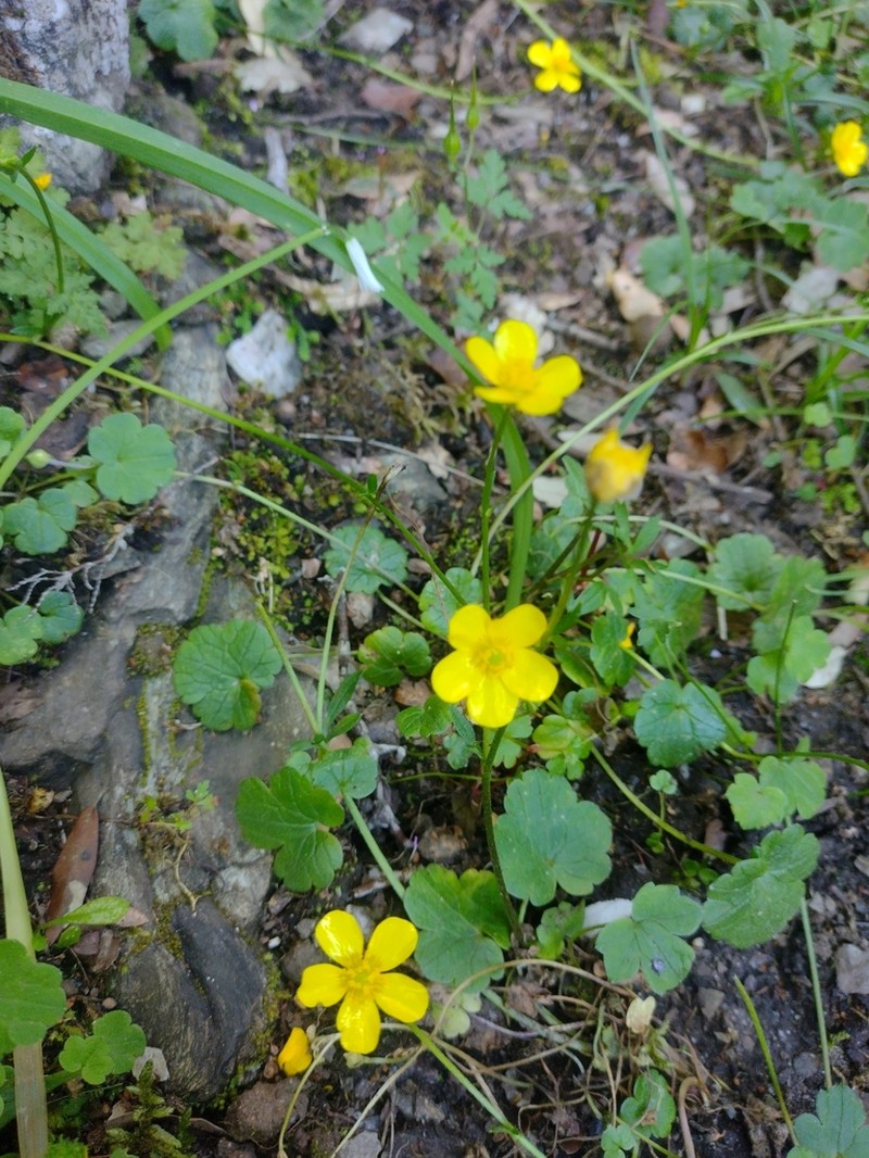 Ranunculus cymbalariifolius photo 2