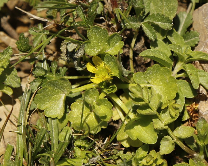Ranunculus cymbalariifolius photo 3
