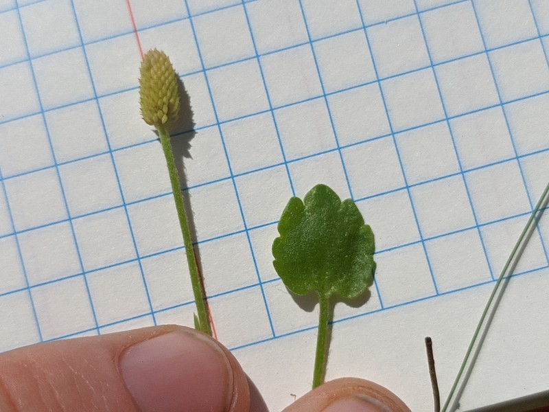 Ranunculus cymbalariifolius photo 4