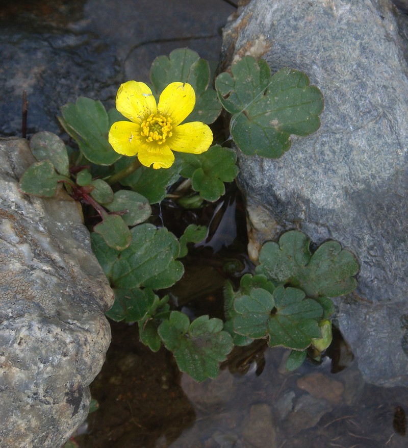 Ranunculus cymbalariifolius photo 5