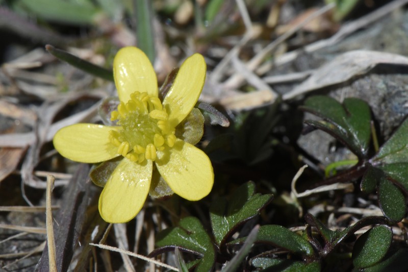 Ranunculus cyprius