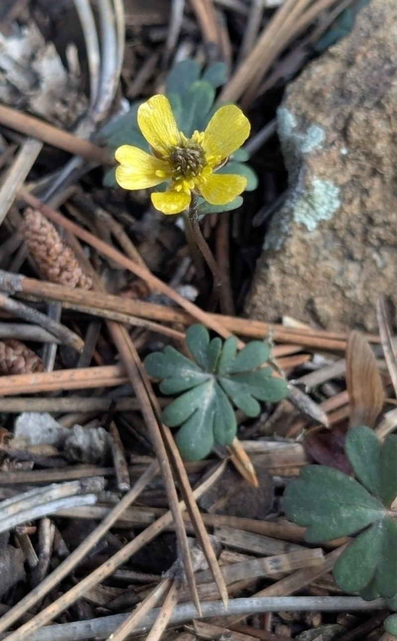 Ranunculus cyprius photo 2