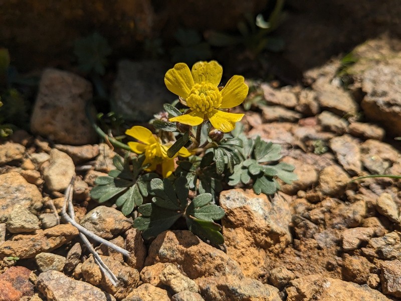 Ranunculus cyprius photo 3