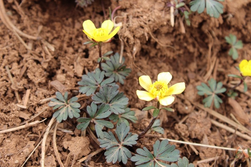 Ranunculus cyprius photo 4