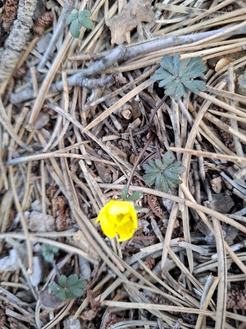 Ranunculus cyprius photo 5