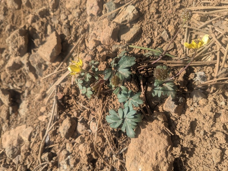 Ranunculus cyprius photo 6