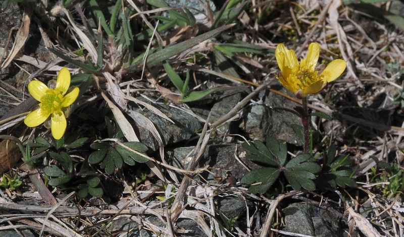 Ranunculus cyprius photo 7