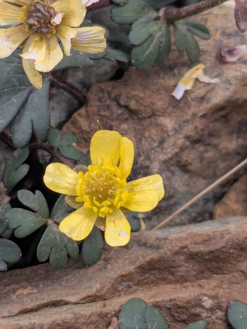 Ranunculus cyprius photo 8