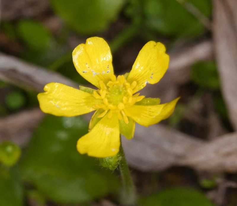 Ranunculus cytheraeus