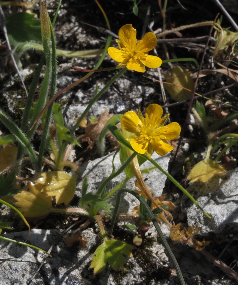 Ranunculus cytheraeus photo 2