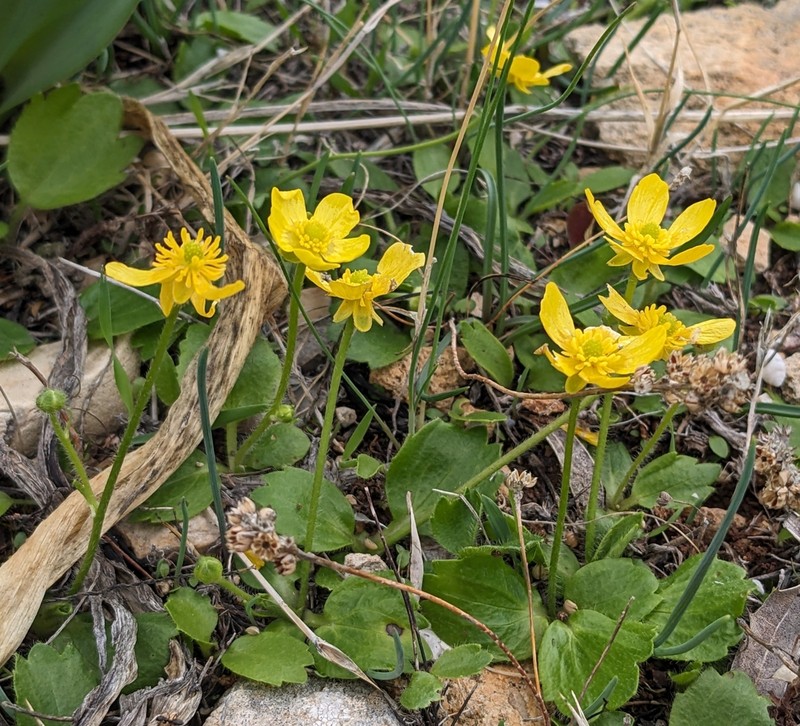 Ranunculus cytheraeus photo 3