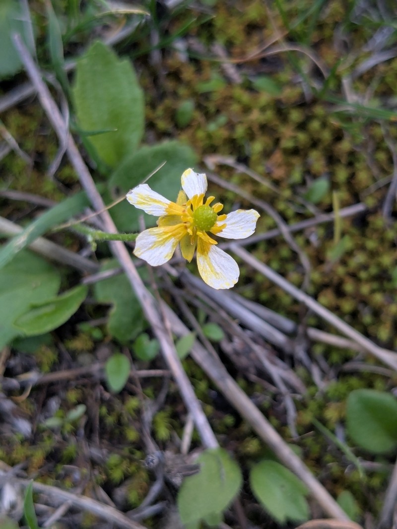 Ranunculus cytheraeus photo 4