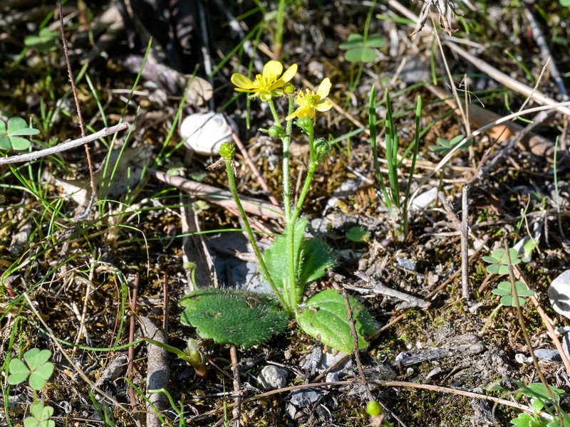 Ranunculus cytheraeus photo 5