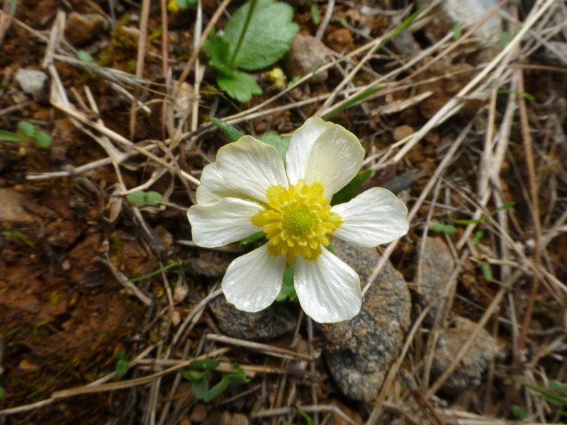 Ranunculus cytheraeus photo 6