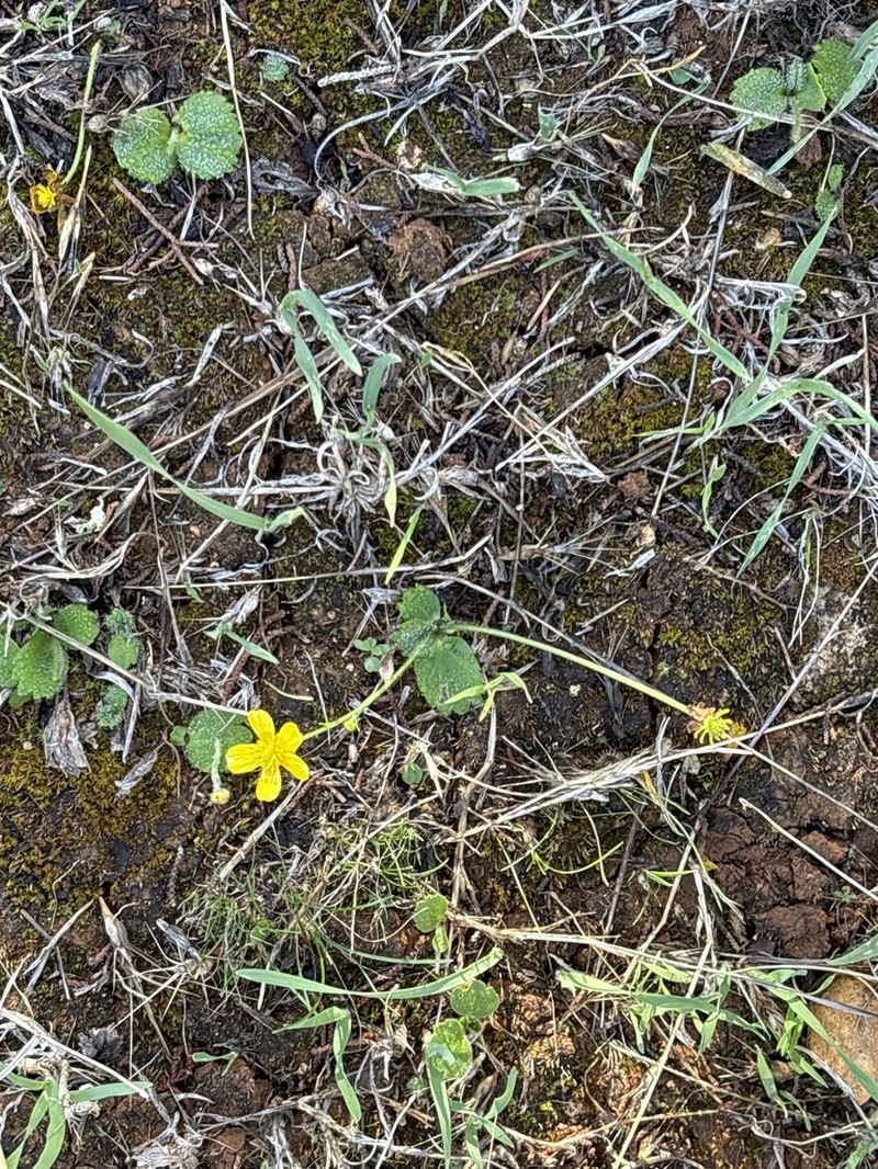 Ranunculus cytheraeus photo 7