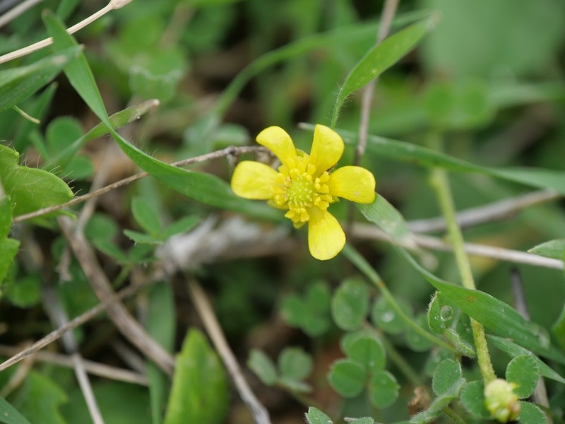 Ranunculus cytheraeus photo 8