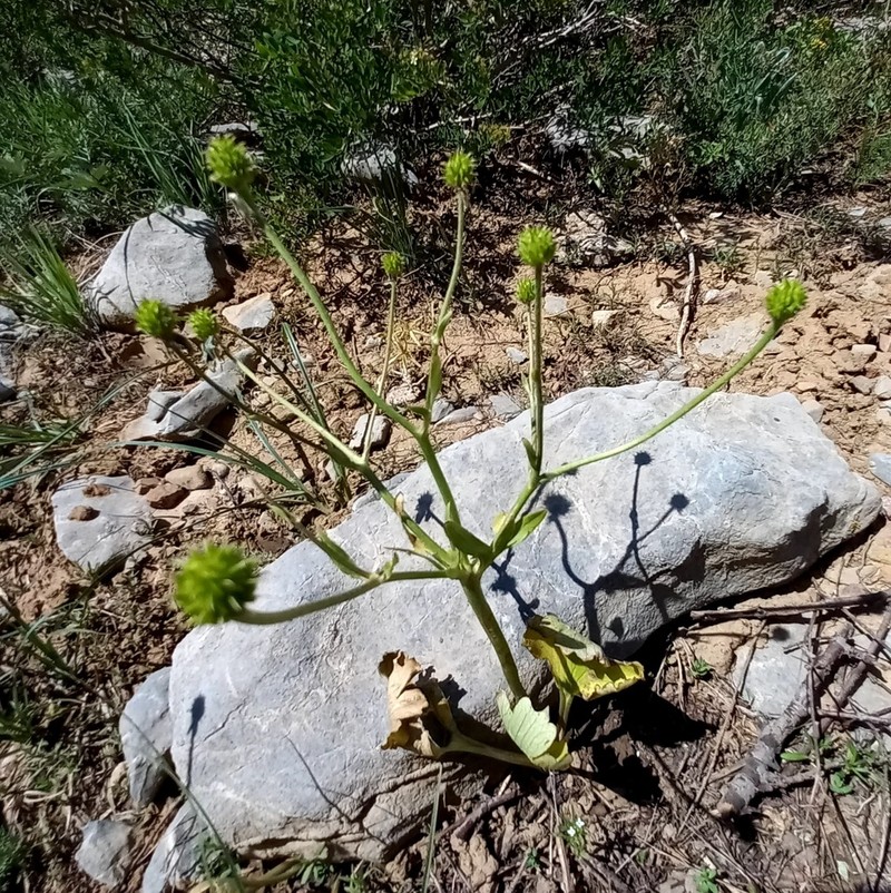 Ranunculus czimganicus
