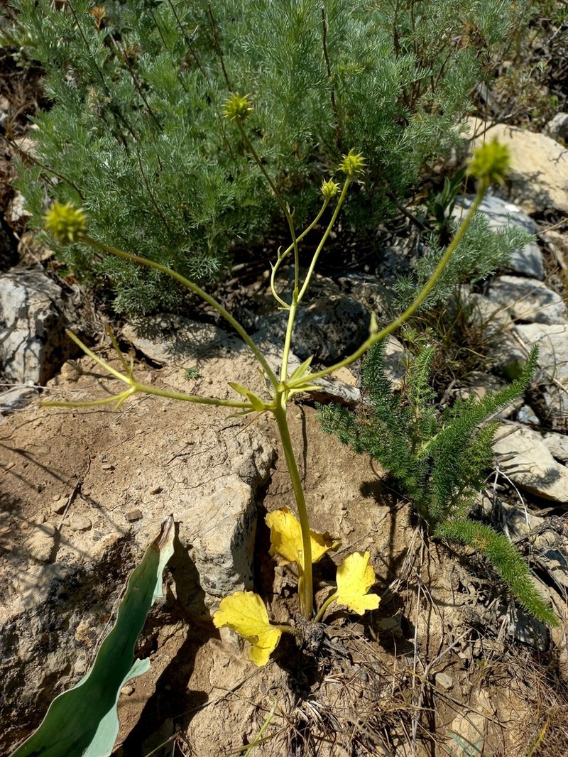 Ranunculus czimganicus photo 2