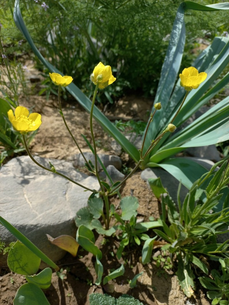 Ranunculus czimganicus photo 3