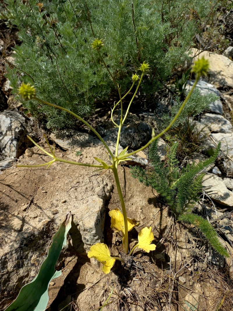 Ranunculus czimganicus photo 5
