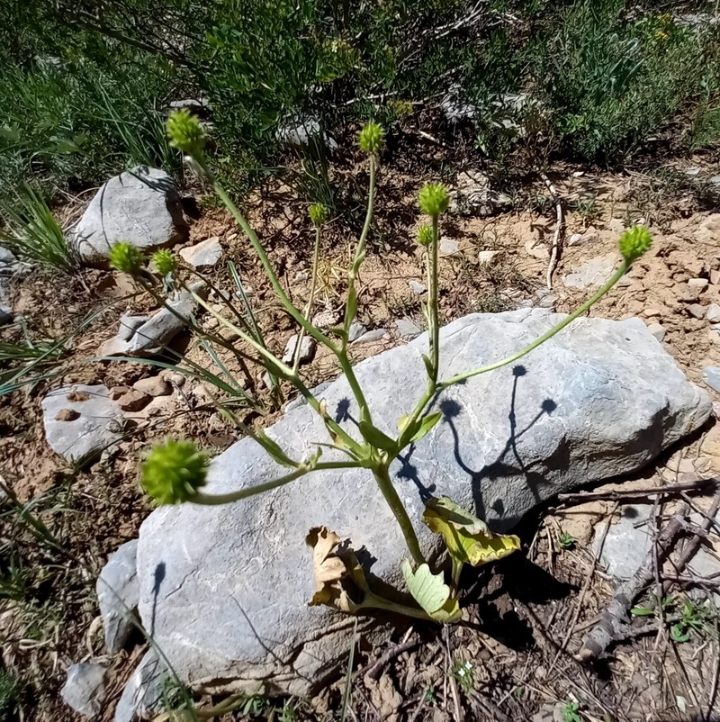 Ranunculus czimganicus photo 6