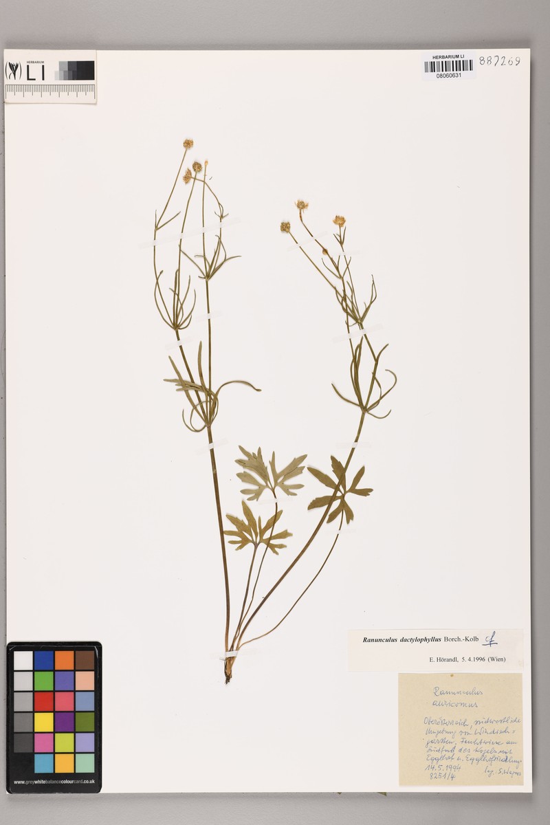 Ranunculus dactylophyllus photo 2