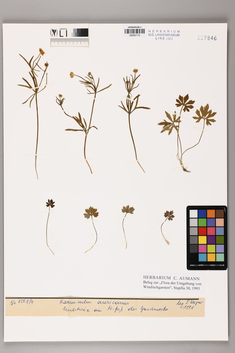 Ranunculus dactylophyllus photo 3