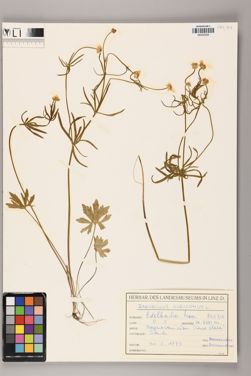 Ranunculus dactylophyllus photo 4