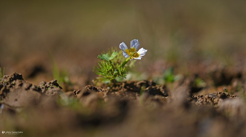 Ranunculus dahlgreniae