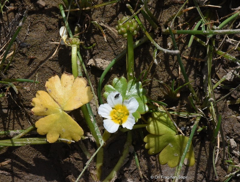 Ranunculus dahlgreniae photo 2