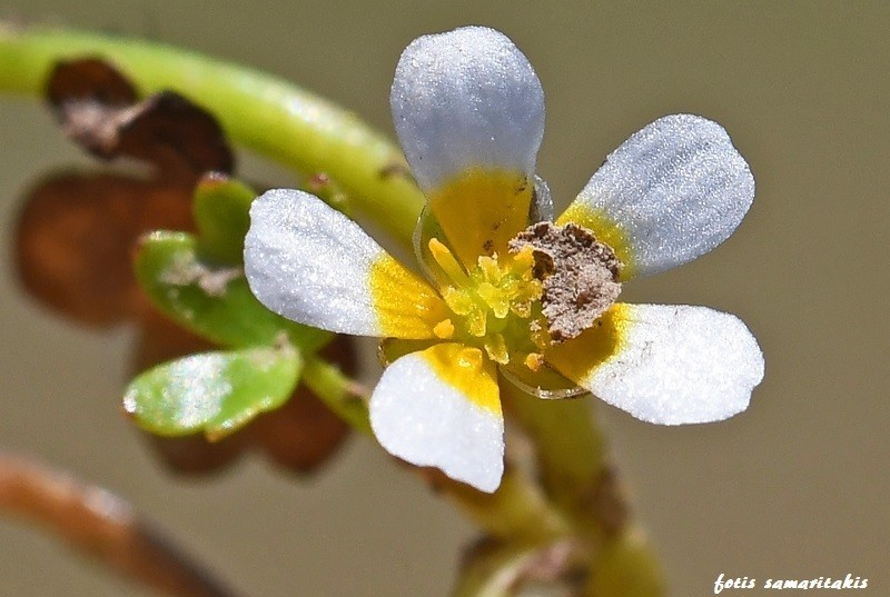 Ranunculus dahlgreniae photo 3