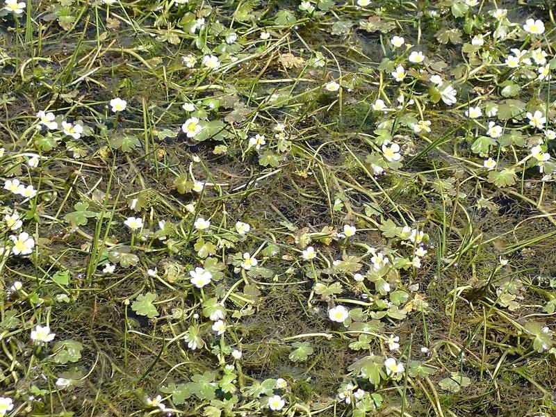 Ranunculus dahlgreniae photo 4