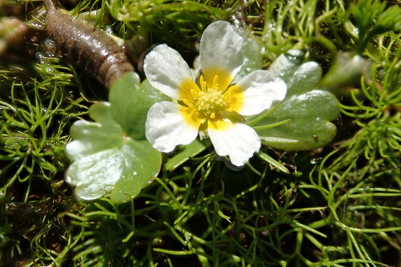 Ranunculus dahlgreniae photo 5