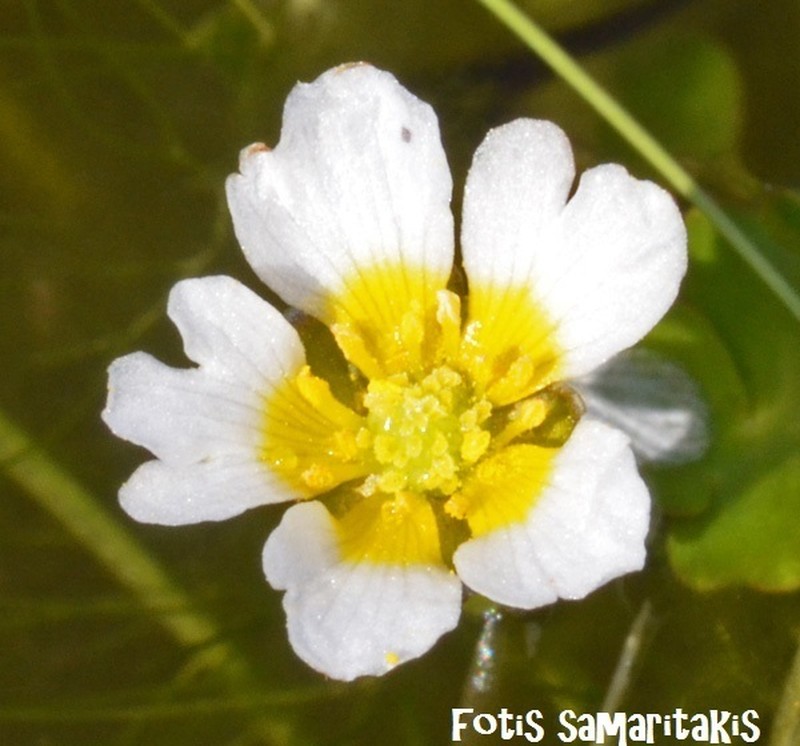 Ranunculus dahlgreniae photo 6