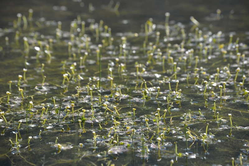 Ranunculus dahlgreniae photo 7