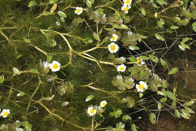 Ranunculus dahlgreniae photo 8