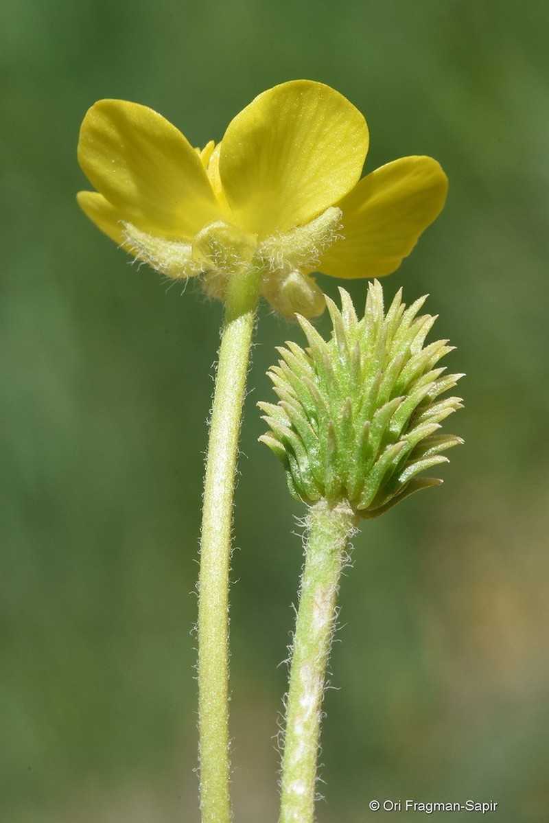 Ranunculus damascenus photo 2