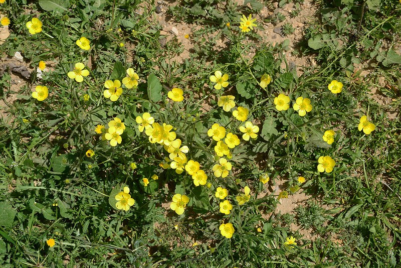 Ranunculus damascenus photo 3
