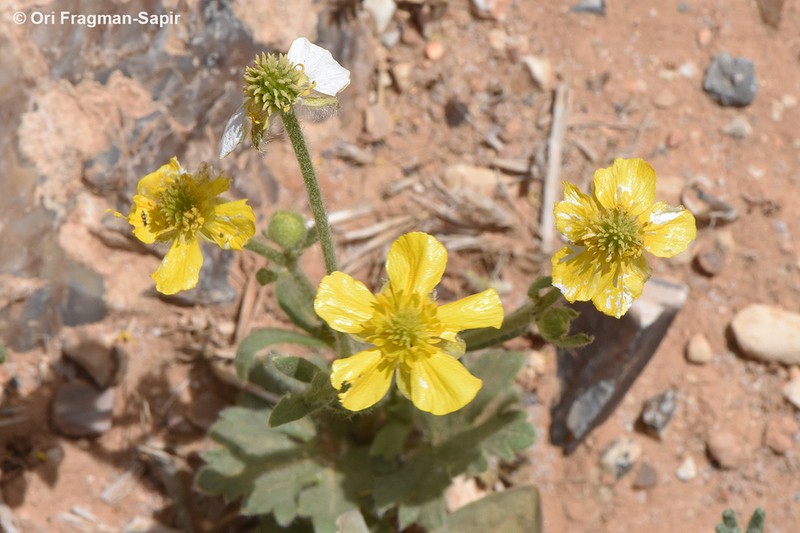 Ranunculus damascenus photo 4