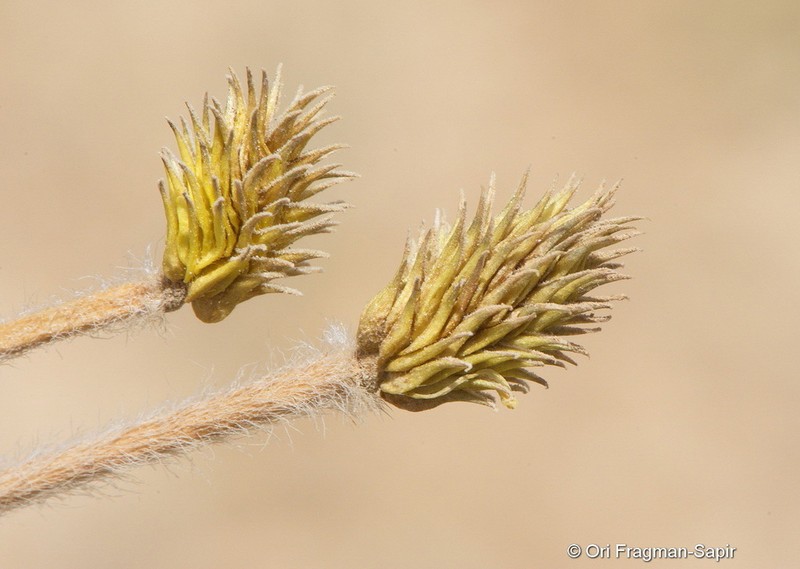 Ranunculus damascenus photo 5