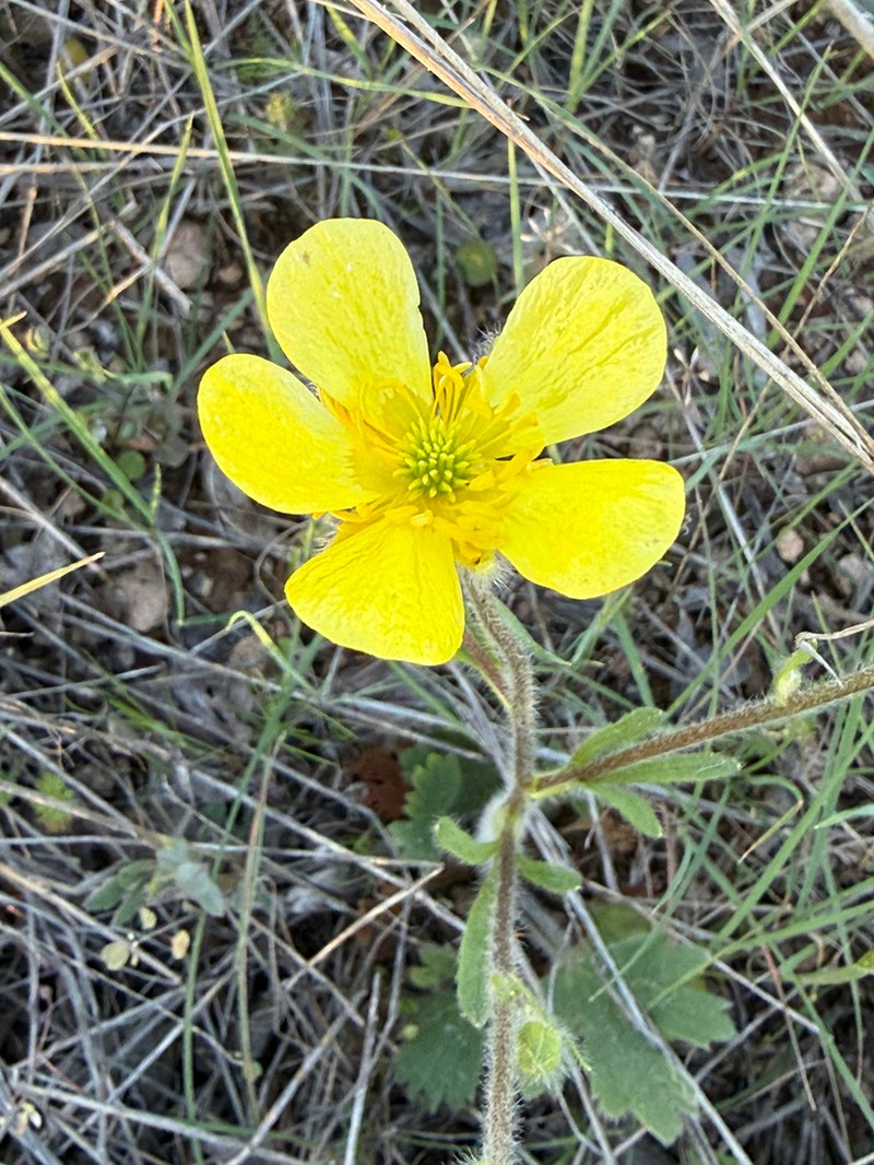 Ranunculus damascenus photo 7