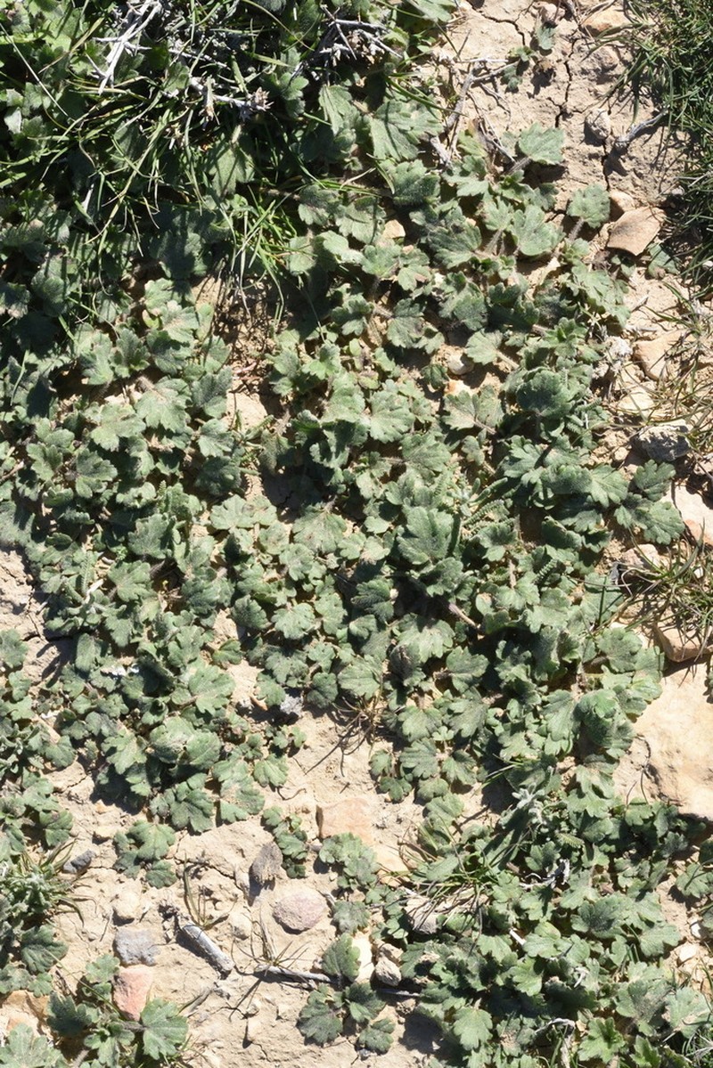 Ranunculus damascenus photo 8