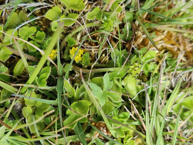 Ranunculus decurvus photo 4