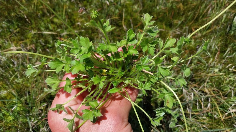 Ranunculus decurvus photo 5