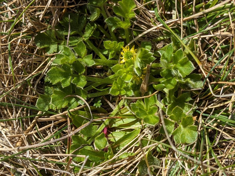 Ranunculus decurvus photo 6