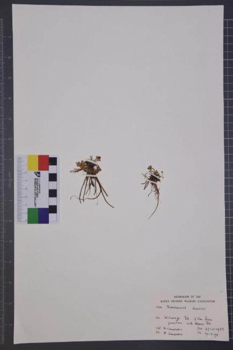 Ranunculus decurvus photo 7