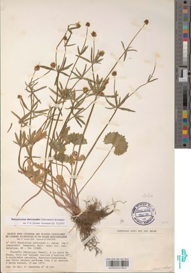 Ranunculus delvosallei