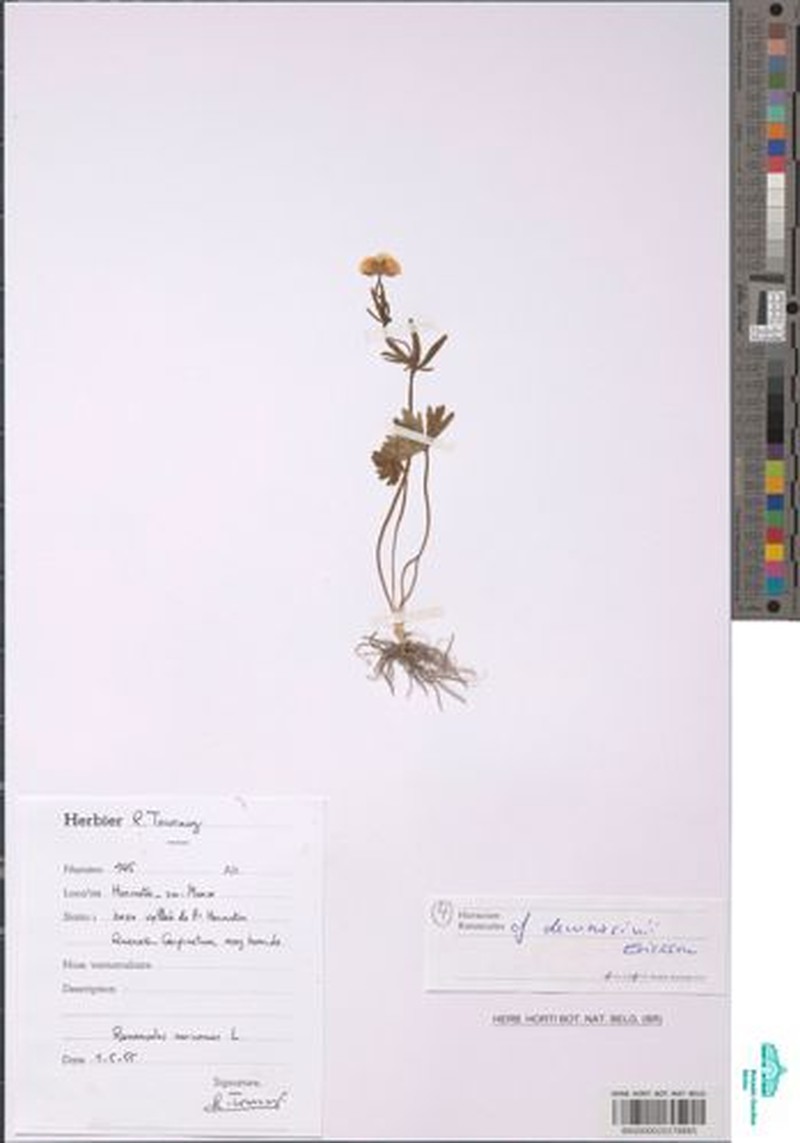 Ranunculus delvosallei photo 4