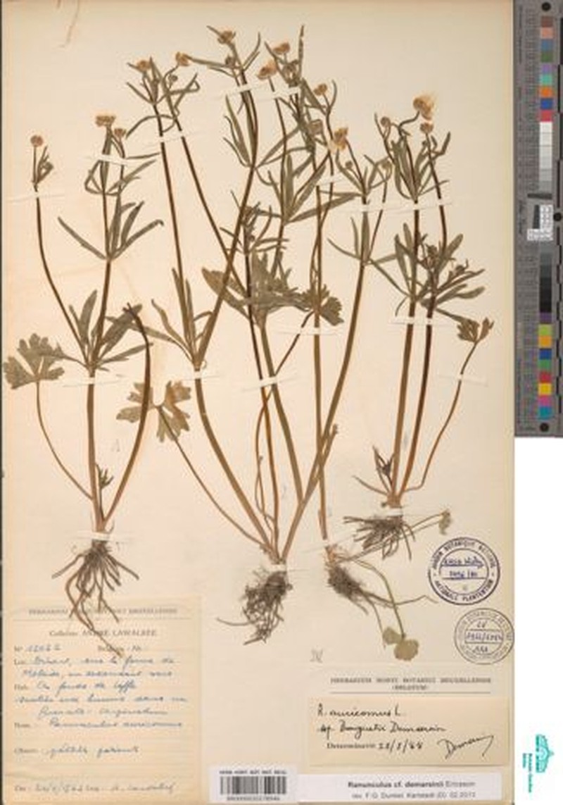 Ranunculus demarsinii